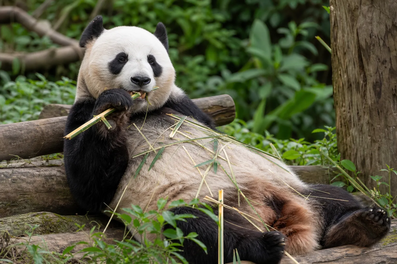 У Сінгапурі відбудеться перша виставка Panda Planet
