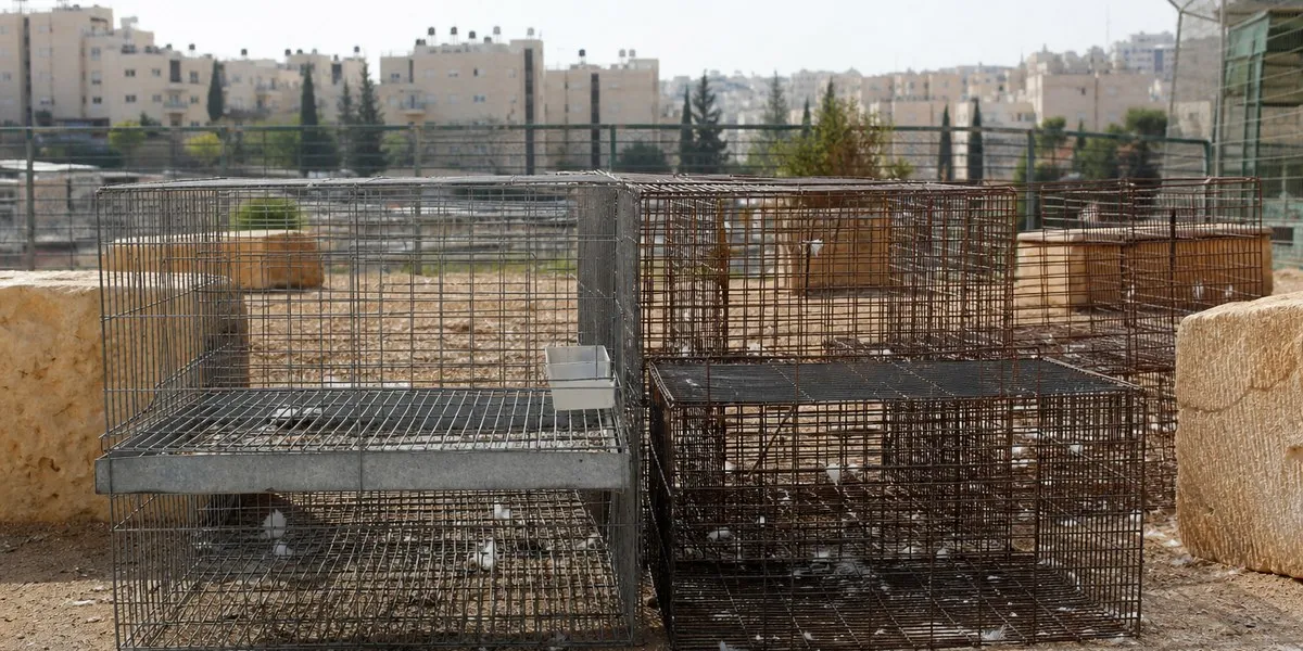 Six Israeli municipalities will not allow kaparot with live chickens — Jerusalem Post