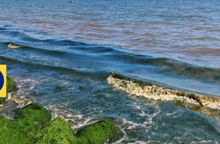 В Азовському морі зафіксували аномальне «цвітіння» води та зміну кольору