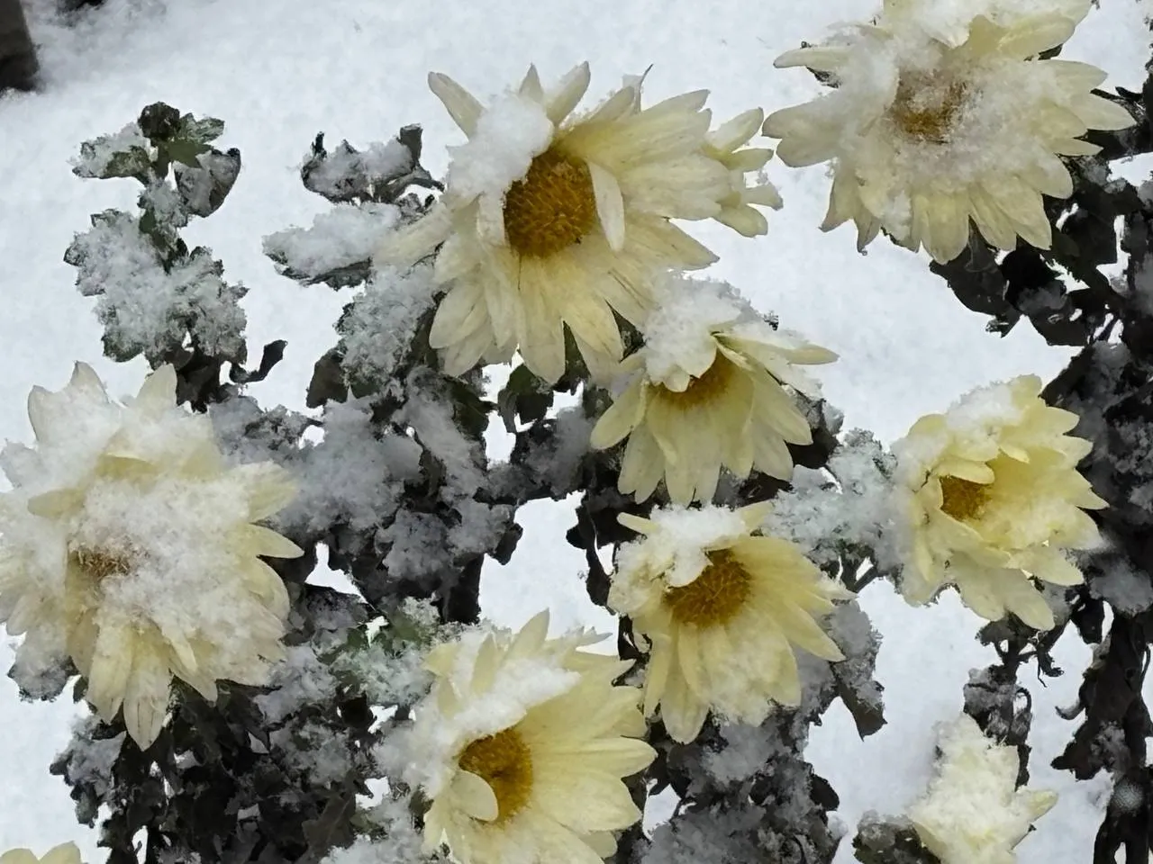 Погода 17 грудня: коли очікувати справжнє похолодання в Україні