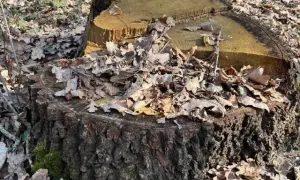 Володимир Зеленський готовий розпустити ВР у разі політичного колапсу