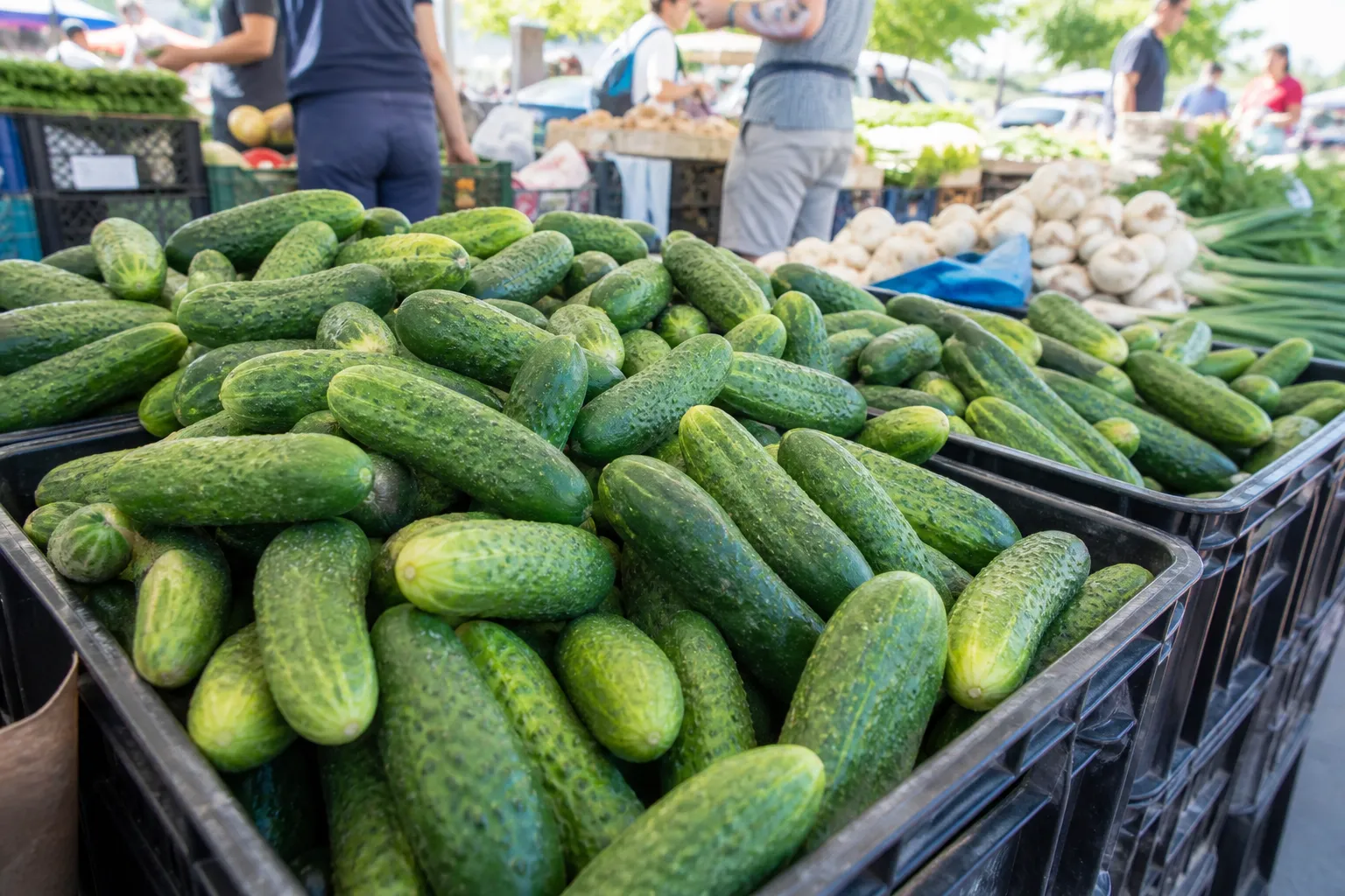 A sunny summer brought Estonia a bountiful cucumber harvest