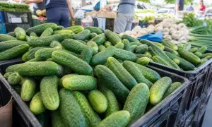 Fruit Prices in Ukraine on August 14