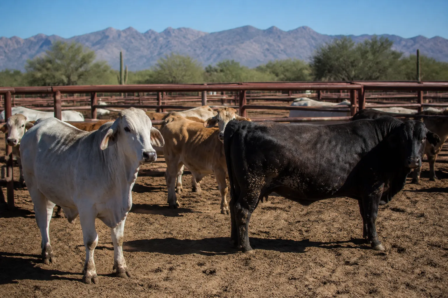 In Sonora, Mexico, a parasite has been detected in cattle for the first time in 46 years