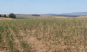Na Cyprze ceny produktów rolnych wzrosły o 3,5% mimo spadku w UE