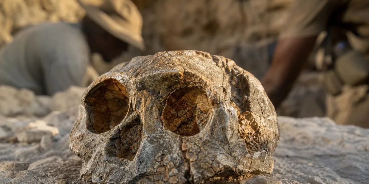 南非描述约200万年前直立人头骨碎片——ScienceDaily