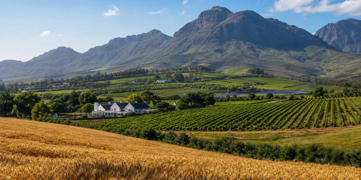 In South Africa, vineyards and wheat seek new survival models — Daily Maverick
