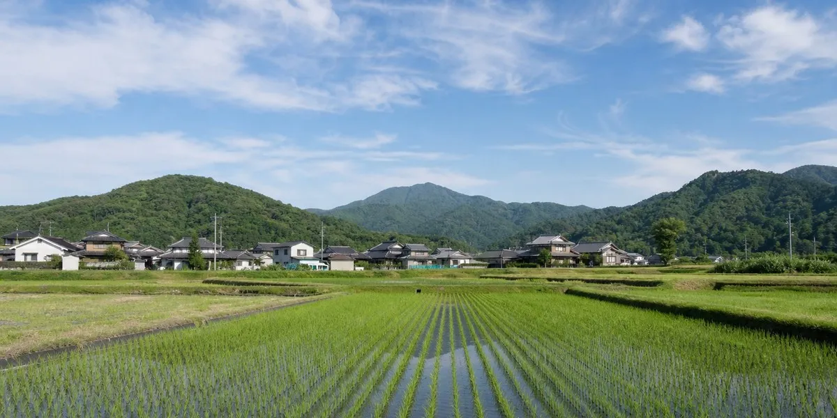 高温改变日本清酒米特性——《日本时报》