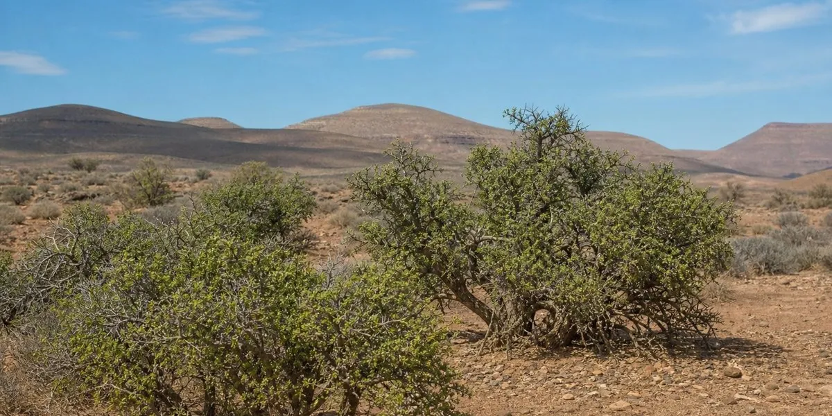 Researchers in South Africa propose making spekboom a staple vegetable — Daily Maverick
