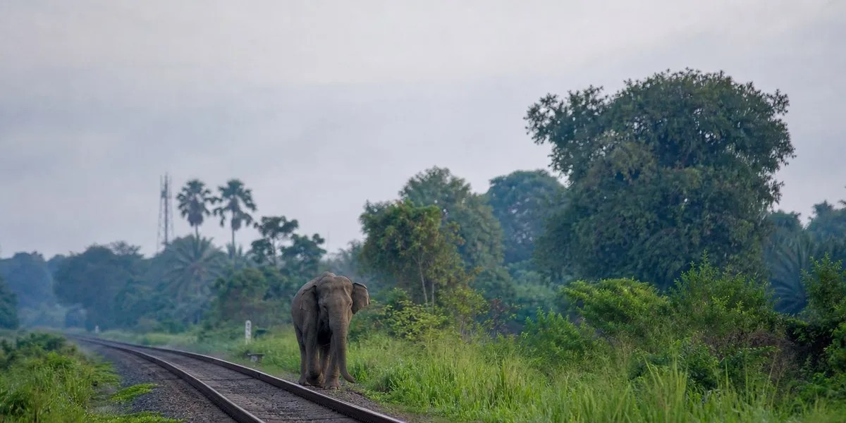 Sri Lanka announces daily raids after death of elephant Kavanthissa — Mongabay