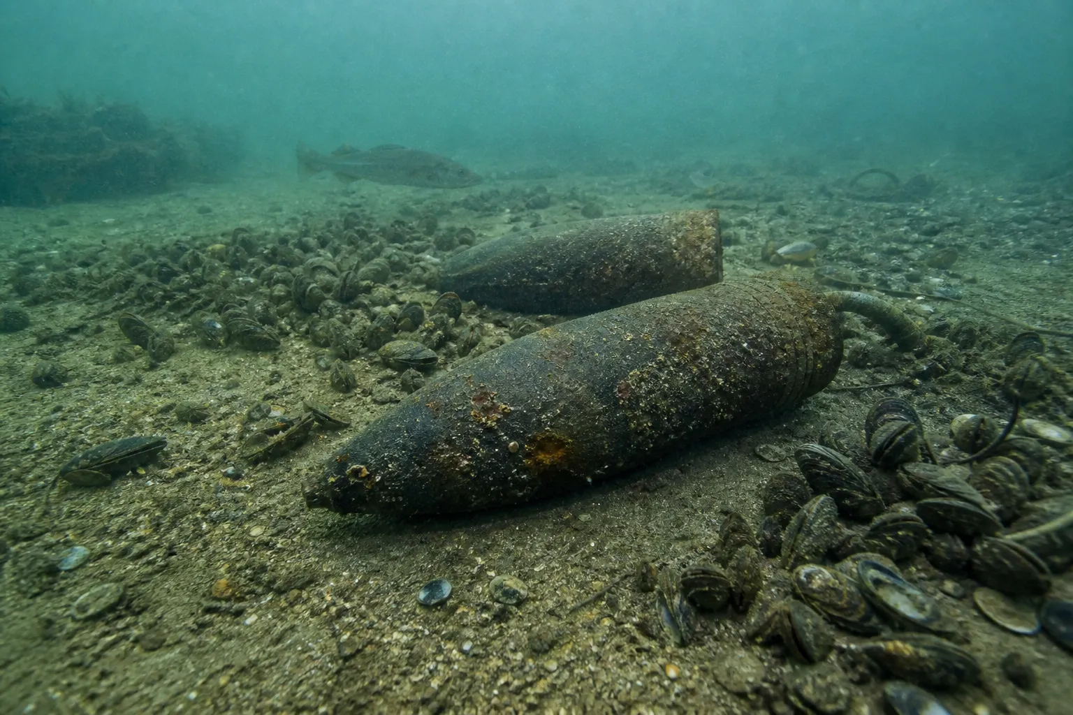 德国附近海域的陈旧弹药正在污染海洋生物