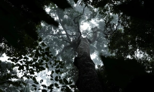  Намагалися розрізати патрон «болгаркою»: у Рівненській області серйозно постраждали дві людини