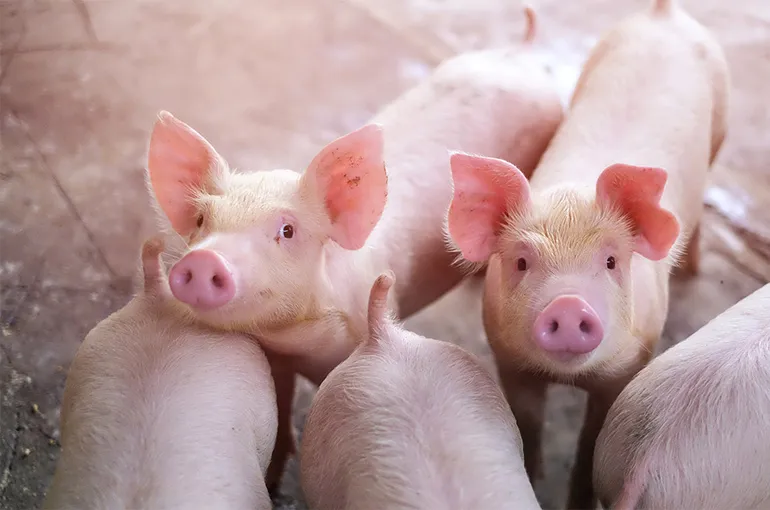 Ціни на свинину в Китаї впали до семирічного мінімуму у 2026 році