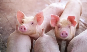 Угорщина зберігатиме газ в Україні: оператори підписали угоду