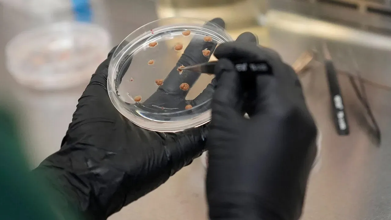 Вчені створили штучний шоколад із смаком, ідентичним справжньому