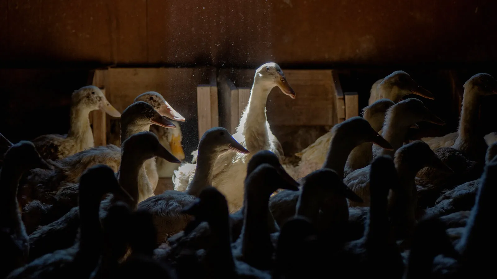 Чеській фермі доведеться знищити понад 20 тисяч качок через виявлений спалах