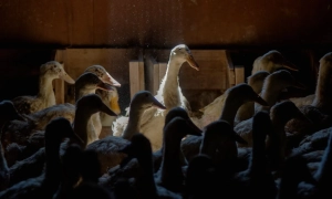 Шмигаль: Кабмін розгляне введення режиму надзвичайної ситуації в Україні