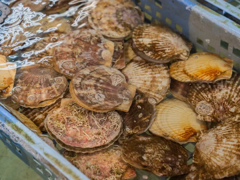 Морські гребінці Хоккайдо як символ напружених відносин між Японією та Китаєм