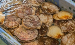 Трамп заявив, що США прагнуть допомогти Китаю, а не нашкодити