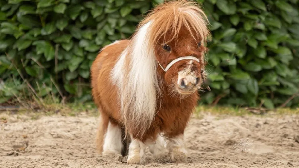 Найменший кінь у світі Пумукель живе в Німеччині