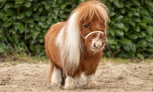 Дрісколл закликав європейців прискорити мирні переговори