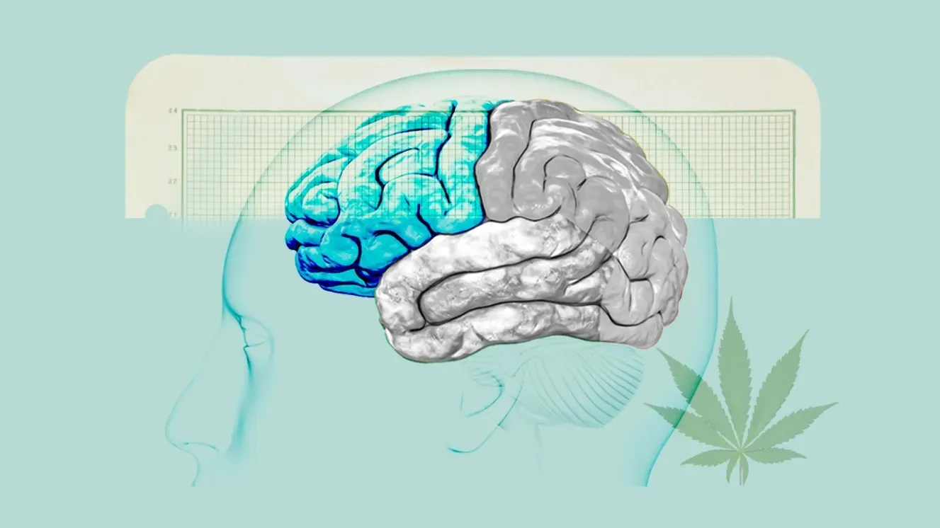 Споживання канабісу спричиняє структурні зміни мозку та зниження мотивації
