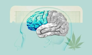 Коти допомагають знімати стрес і підтримують здоров’я серця – лікарі