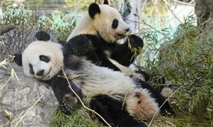 Американський генерал визначив головну загрозу для Штатів  