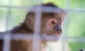 Албанія першою в світі призначила до уряду ШІ-міністра