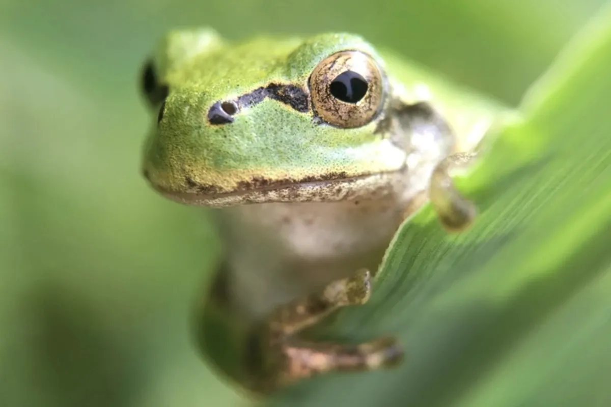 Frog gut bacterium eradicates cancer tumors in mice with a single dose