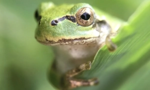 Short videos harm mental health, increase anxiety, and reduce attention span