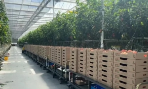 Індія відправить у свою першу космічну місію робота-гуманоїда