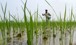 Шахраї заробили на падінні Telegram 30 тисяч доларів