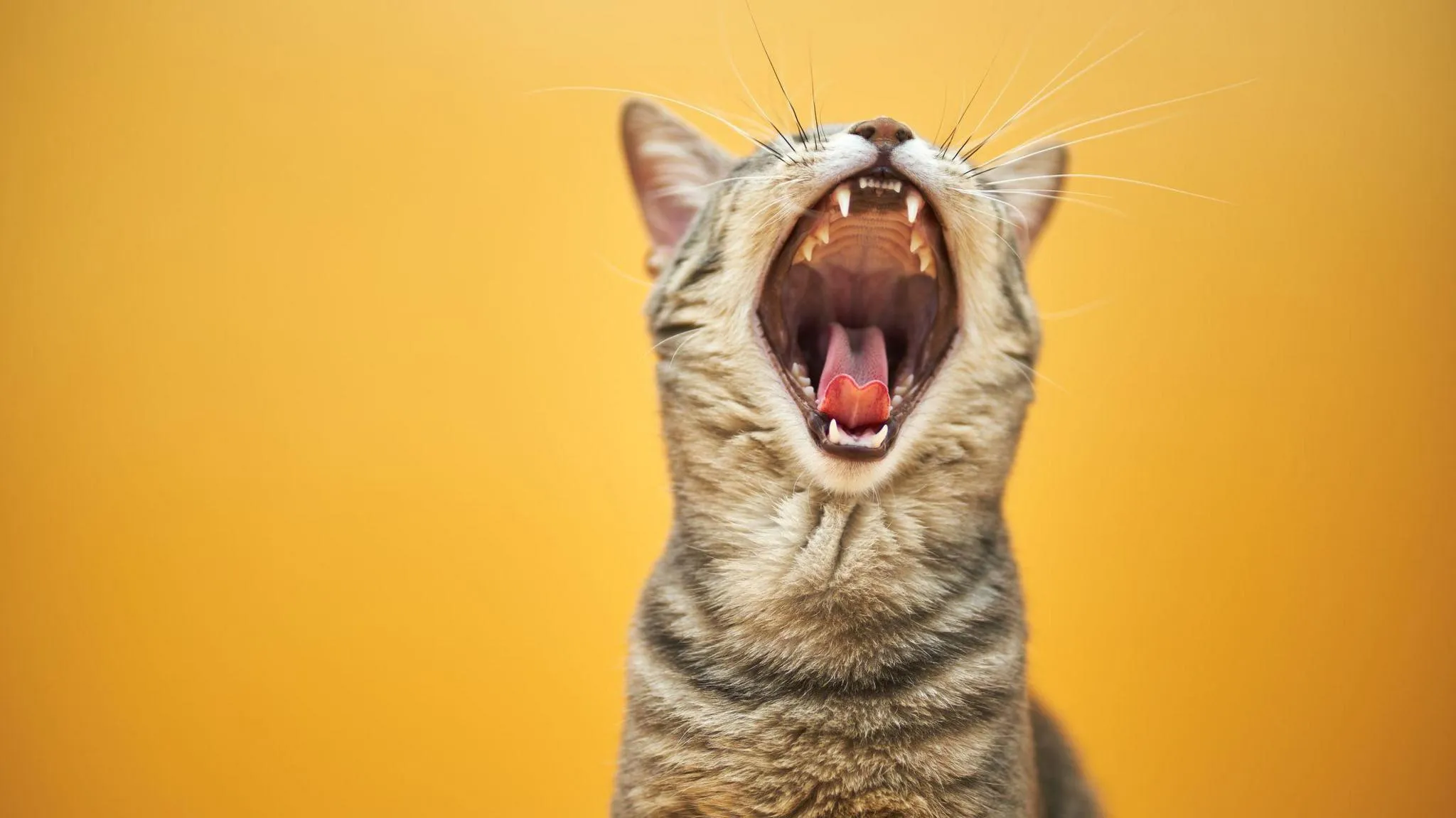 Коти вважають чоловіків розумово скутішими за жінок — дослідження