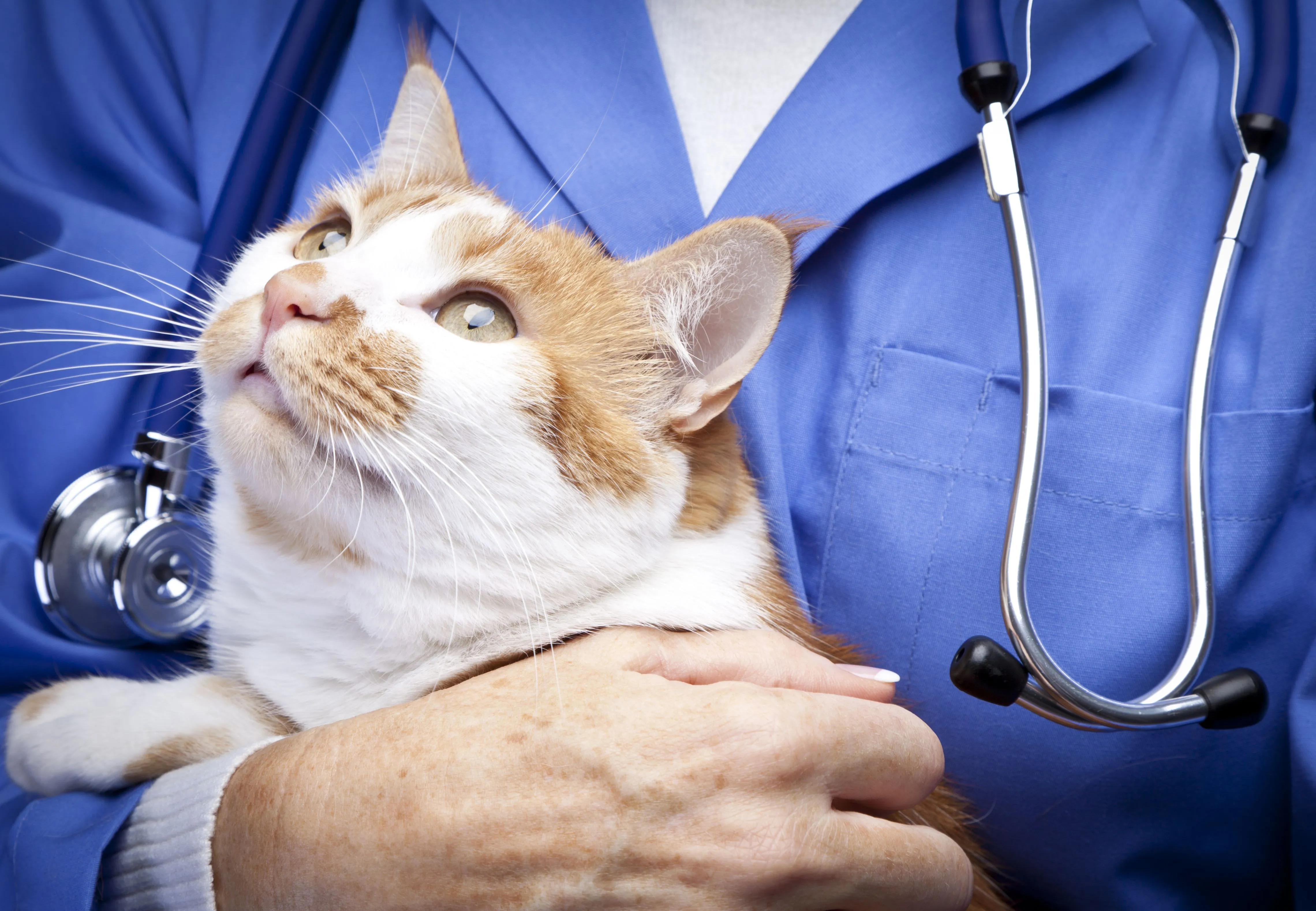 Giving Compliments to Cats Benefits Their Health, Say Veterinarians