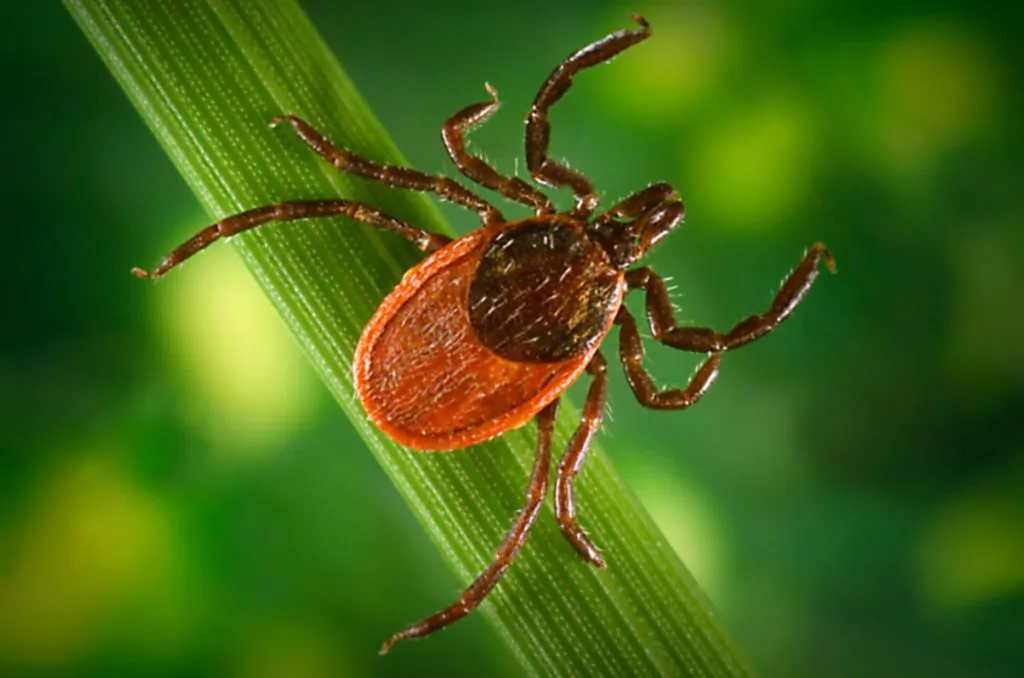 Pentagon may be responsible for Lyme disease spread due to release of radioactive ticks