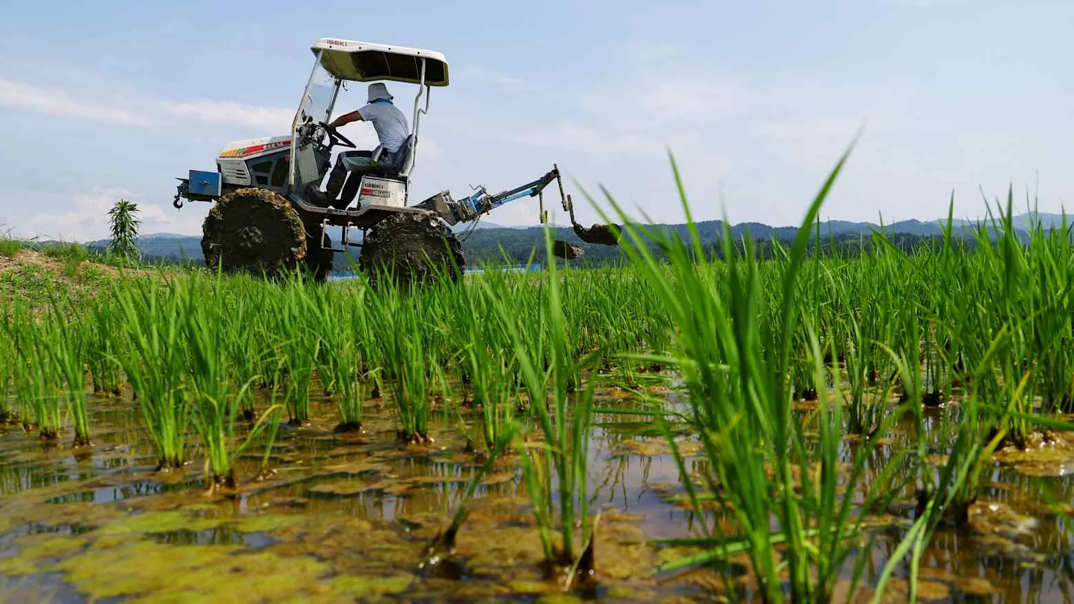 Зростання цін на азотні добрива через енергетичну кризу впливає на світовий сільськогосподарський сектор