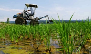 В Україні розпочалися жнива: врожай буде меншим, але ціни зростуть незначно