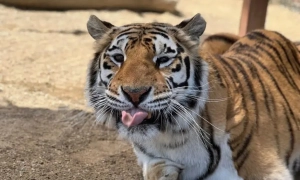 A Chinese zoo shut down after hiding the death of a tiger cub