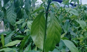 Гороскоп на четвер 13 листопада: Близнюкам – ясність розуму, Водоліям – удача