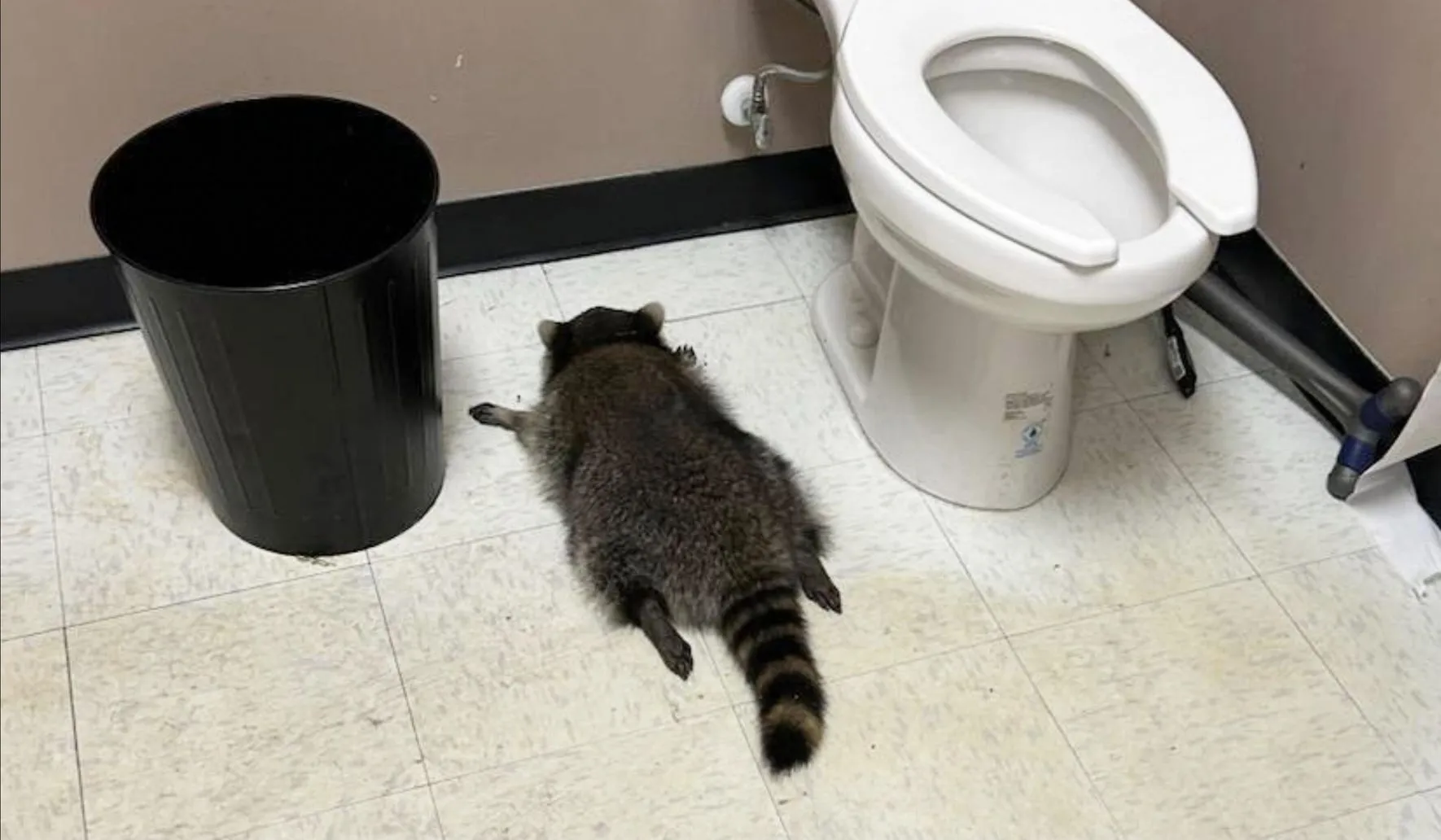 Єнот-рецидивіст з США знову влаштував переполох у магазині