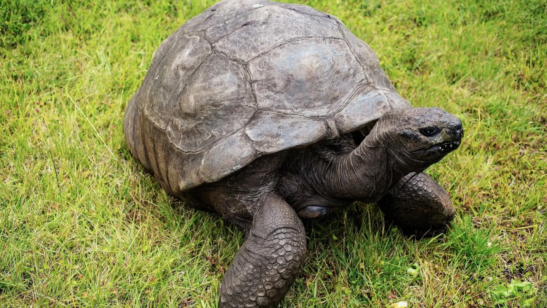 Мемкоін JONATHAN виріс на 1400% через фейк про смерть 193-річної черепахи