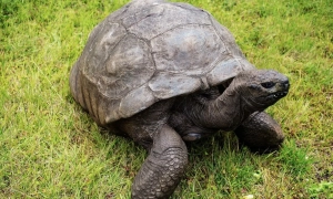 Золото оновило історичний рекорд — Bloomberg