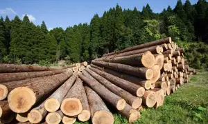 Призначено дату нового суду над Саакашвілі
