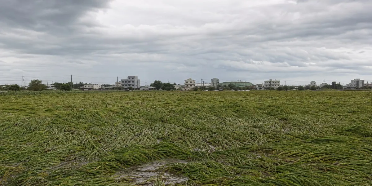 Agricultural losses from Champi in Taiwan reach NT$221.63 million — Taipei Times