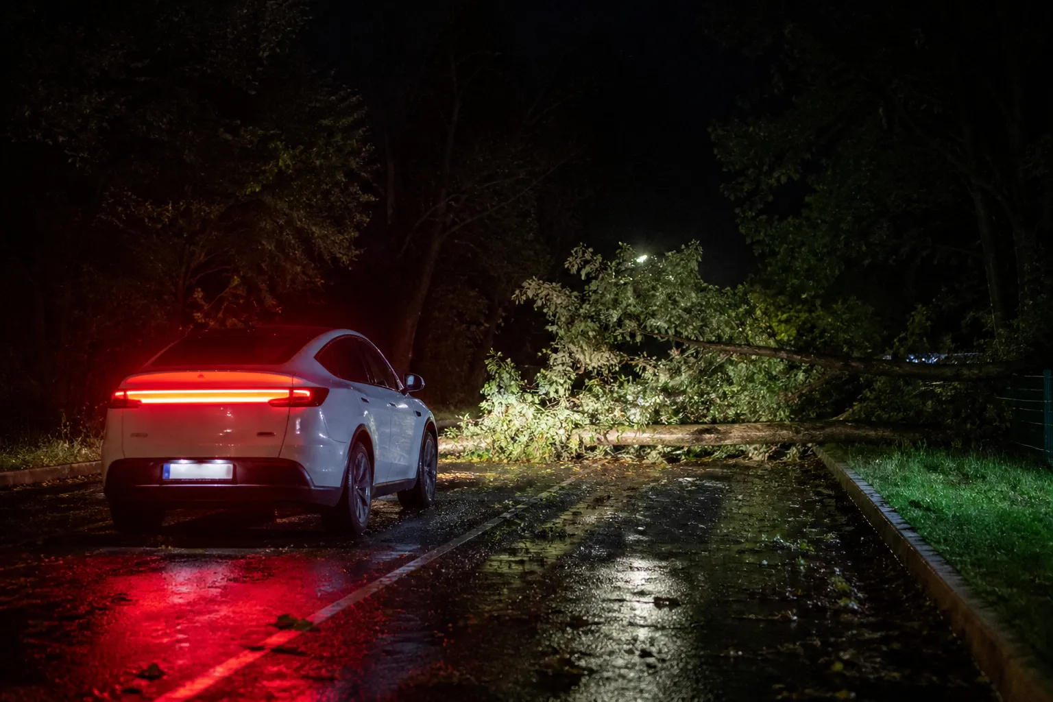 X用户报告Tesla FSD Lite对道路树木和原木的反应