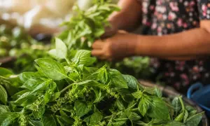 Pakistan spodziewa się niedoboru wody na poziomie około 25% w sezonie Rabi — Dawn