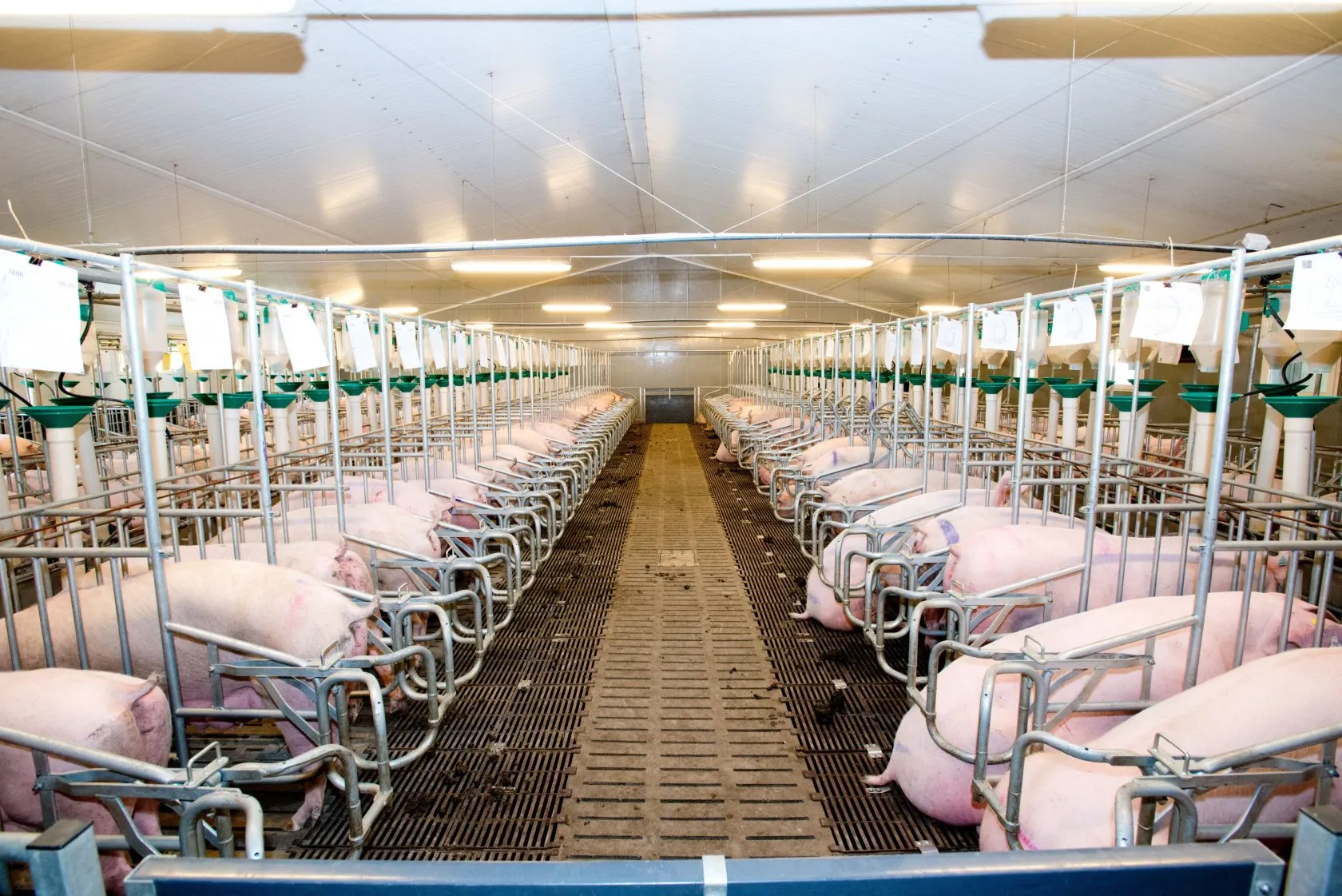 KSG Agro is investing 25 million hryvnia in the development of a pig farm in the Dnipropetrovsk region