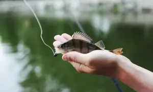 Стан Голосіївського стрільця визначить посмертна психологічна експертиза