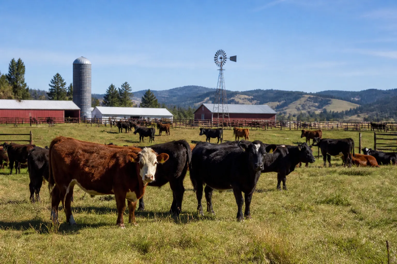 Trump faces Republican criticism over beef imports